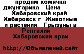 продам хомячка джунгарика › Цена ­ 100 - Хабаровский край, Хабаровск г. Животные и растения » Грызуны и Рептилии   . Хабаровский край